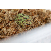 Mech torfowiec Sphagnum moss dla żaby rogatej, ukorzeniania roślin 1kg