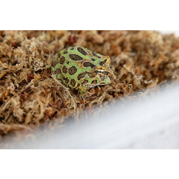 Mech torfowiec Sphagnum moss dla żaby rogatej, ukorzeniania roślin 1kg